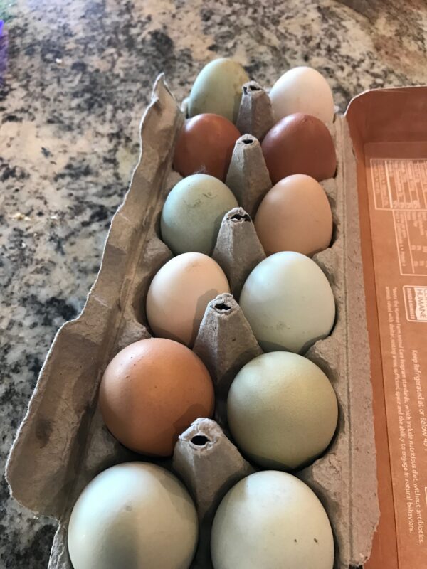 cage free eggs